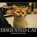 disgusted cat