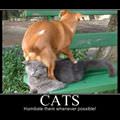 humiliate cats