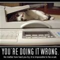 impossible to fax a cat