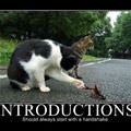 introductions cat