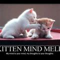 kitten mind meld