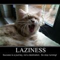 laziness cat