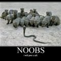 noobs