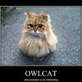 owlcat is interesting