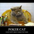 poker cat