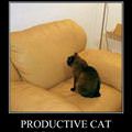 productive cat