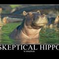 skeptical hippo