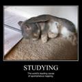 Motivational_pics-studying And Napping