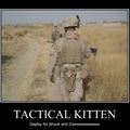 tactical kitten