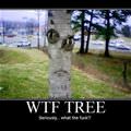 wtf tree