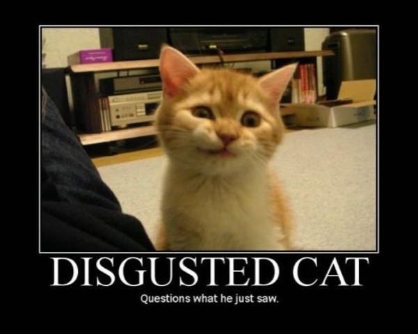 disgusted cat