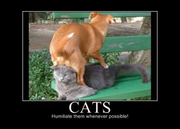 humiliate cats