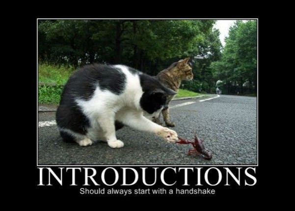 introductions cat