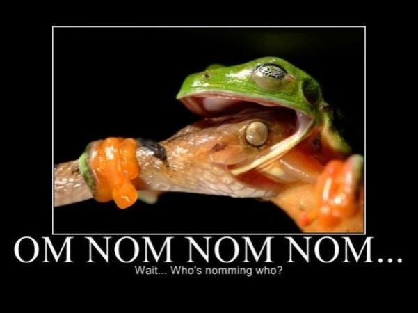 nom nom wait