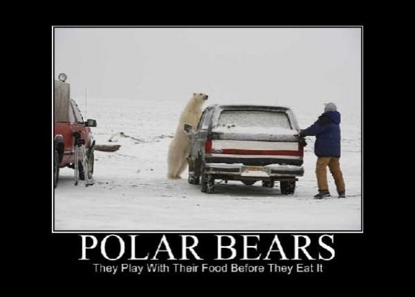 polar bears