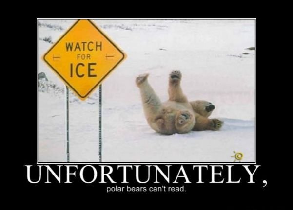 polar bears cant read