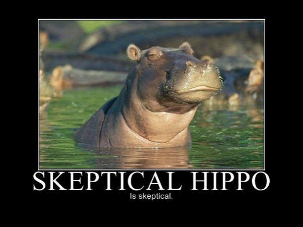 skeptical hippo