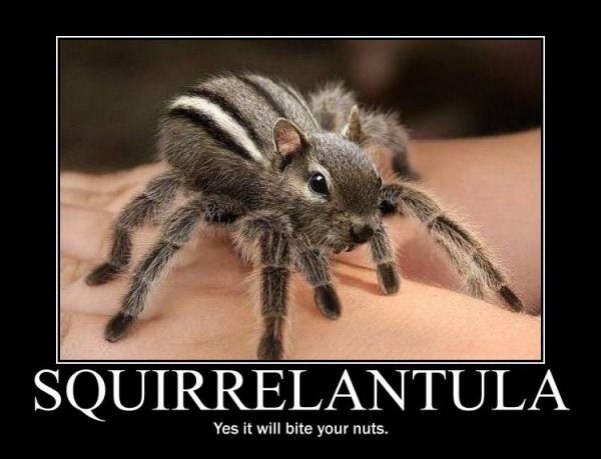 squirrelantula