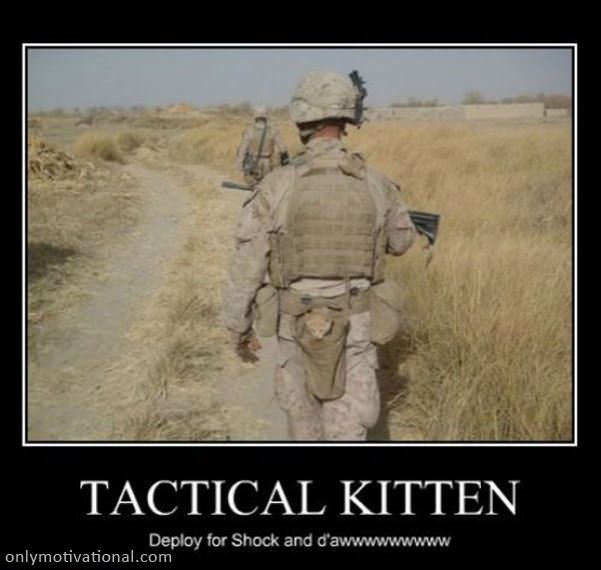 tactical kitten