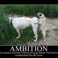 ambition