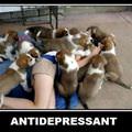 antidepressant