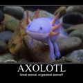 axolotl