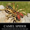 camel spider