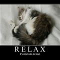 cats relax