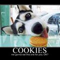 cookies