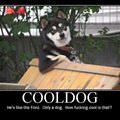 cool dog