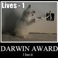 darwin award cat