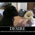 desire