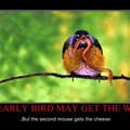 early bird