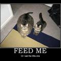 feed me