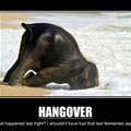 hangover