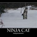 ninja cat is hiding