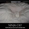 Motivational_pics-ninja Cat