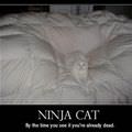ninja cat