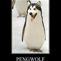 pengwolf