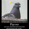 pigeons