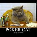 poker cat