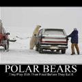 polar bears