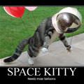 space kitty