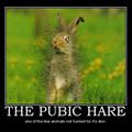 the pubic hare