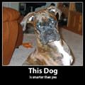 this dog