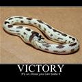 victory