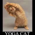 yoga cat